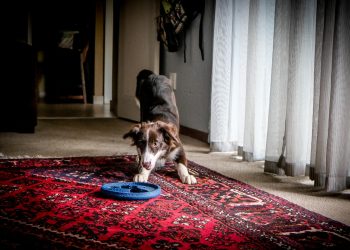 Black and Brown Short Coated Dog Lying on Red Area Rug