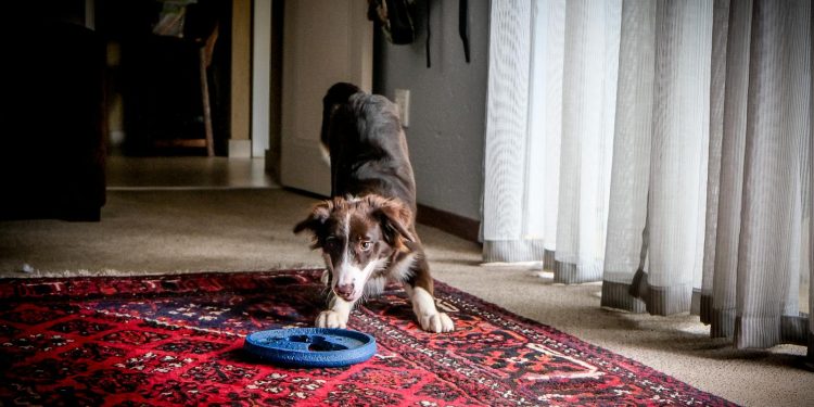 Black and Brown Short Coated Dog Lying on Red Area Rug