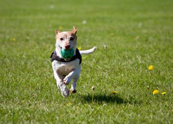 Dog Running on Grass