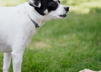 Close-Up Photo of a Black and White Dog Barking