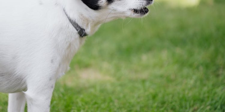 Close-Up Photo of a Black and White Dog Barking