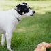 Close-Up Photo of a Black and White Dog Barking