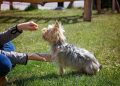 dog training, pet, dog