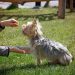 dog training, pet, dog