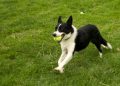 Step-by-Step Guide to Training Your Dog for Flyball
