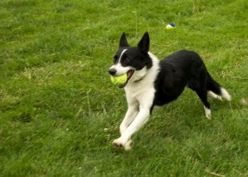 Step-by-Step Guide to Training Your Dog for Flyball