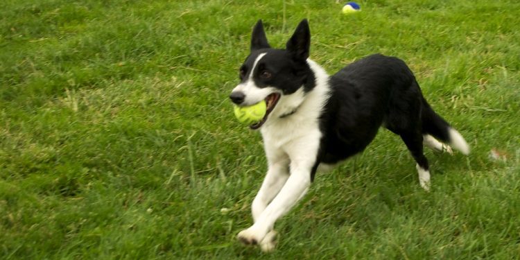 Step-by-Step Guide to Training Your Dog for Flyball