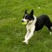 Step-by-Step Guide to Training Your Dog for Flyball
