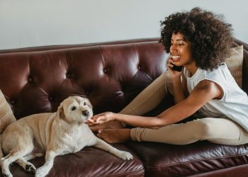 Side view of young cheerful African American female conversing on cellphone while caressing dog on leather couch at home