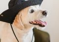 Happy cute dog with tongue out in hat