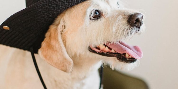 Happy cute dog with tongue out in hat