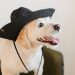 Happy cute dog with tongue out in hat