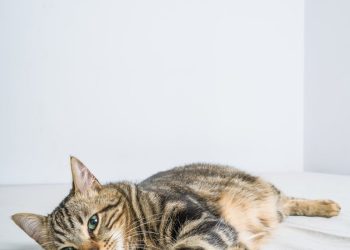 Brown Tabby Cat Lying on White Floor