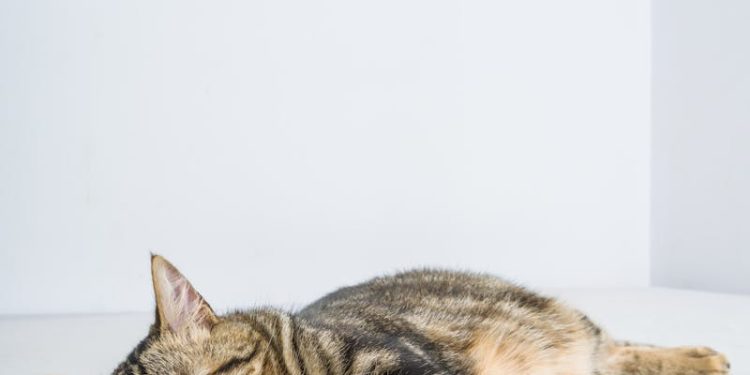 Brown Tabby Cat Lying on White Floor