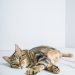 Brown Tabby Cat Lying on White Floor