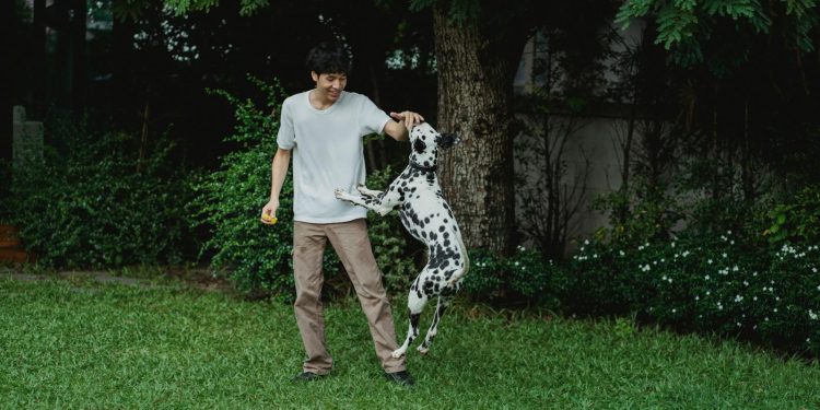 Man Playing with His Dalmatian Dog in the Backyard 
