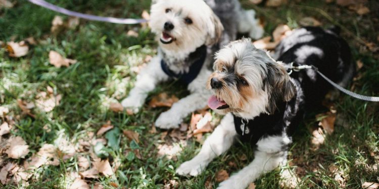 Small dogs lying together on grass