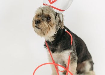 Cute dog in nurse hat on light background
