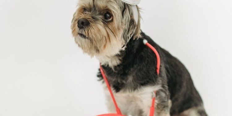 Cute dog in nurse hat on light background