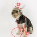 Cute dog in nurse hat on light background