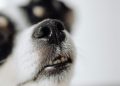 Dog in Close Up Photography