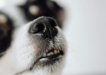 Dog in Close Up Photography
