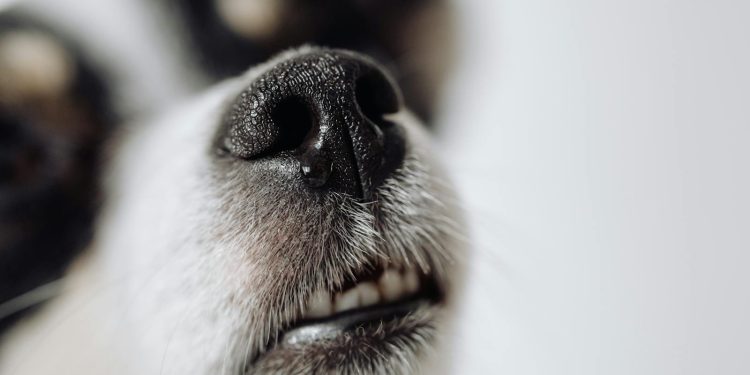Dog in Close Up Photography
