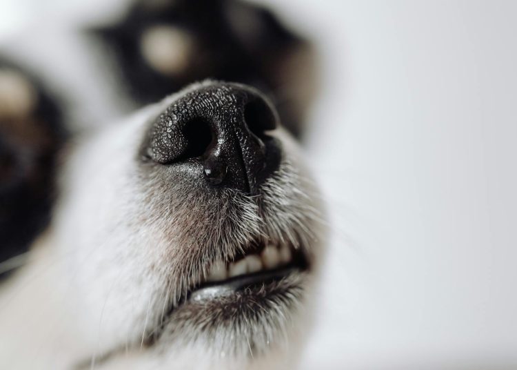 Dog in Close Up Photography