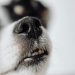 Dog in Close Up Photography