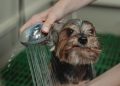 Close-up Photo of Bathing of Dog