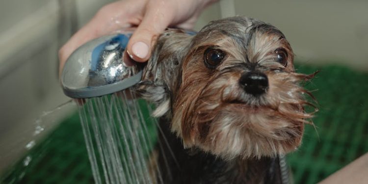 Close-up Photo of Bathing of Dog
