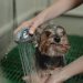 Close-up Photo of Bathing of Dog