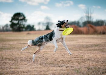 A Dog Catching a Frisbee