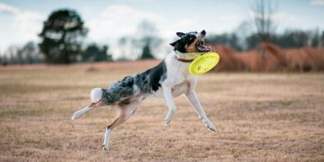 A Dog Catching a Frisbee