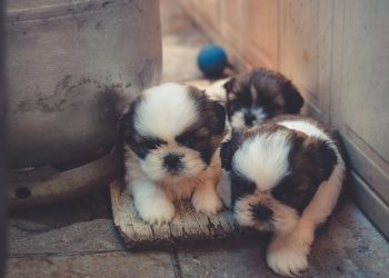 White-and-brown Puppies