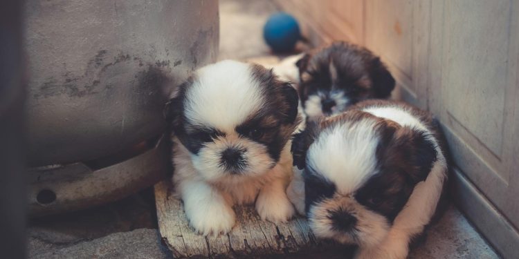 White-and-brown Puppies
