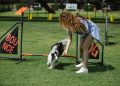 Active female owner with long curly hair training sheltie on equipped sports field covered with green turf grass on sunny day in summer