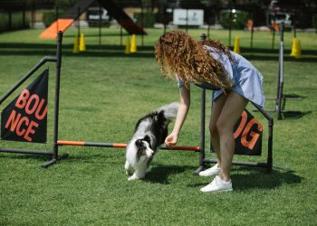 Active female owner with long curly hair training sheltie on equipped sports field covered with green turf grass on sunny day in summer