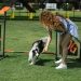 Active female owner with long curly hair training sheltie on equipped sports field covered with green turf grass on sunny day in summer