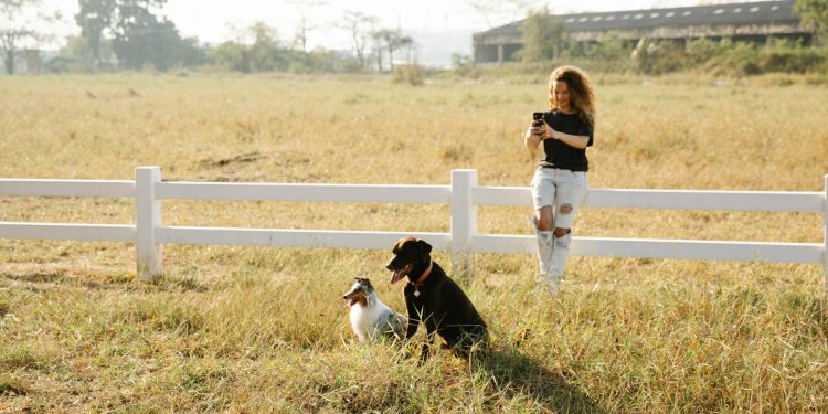 Full body content female in casual clothes taking pictures of obedient cute Border Collie and Labrador Retriever dogs sitting in farmland enclosure