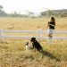 Full body content female in casual clothes taking pictures of obedient cute Border Collie and Labrador Retriever dogs sitting in farmland enclosure