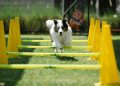 Active purebred dog with fluffy coat jumping above bar while running on meadow with cones on sunny day