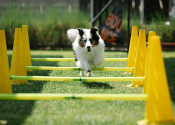 Active purebred dog with fluffy coat jumping above bar while running on meadow with cones on sunny day