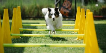 Active purebred dog with fluffy coat jumping above bar while running on meadow with cones on sunny day