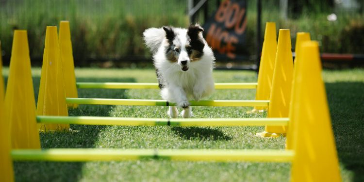 Active purebred dog with fluffy coat jumping above bar while running on meadow with cones on sunny day