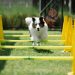 Active purebred dog with fluffy coat jumping above bar while running on meadow with cones on sunny day