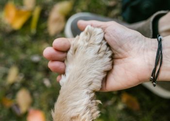 Close Up Photo of Paw on Person's Hand