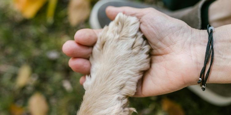 Close Up Photo of Paw on Person's Hand