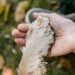 Close Up Photo of Paw on Person's Hand
