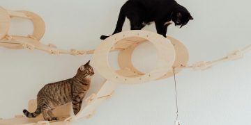 Cats on the Playing Ground